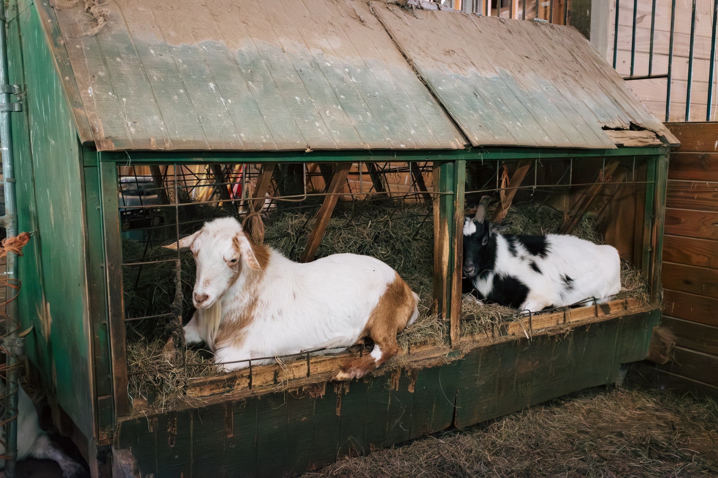 Volunteering at The Refuge at Lyric Farm