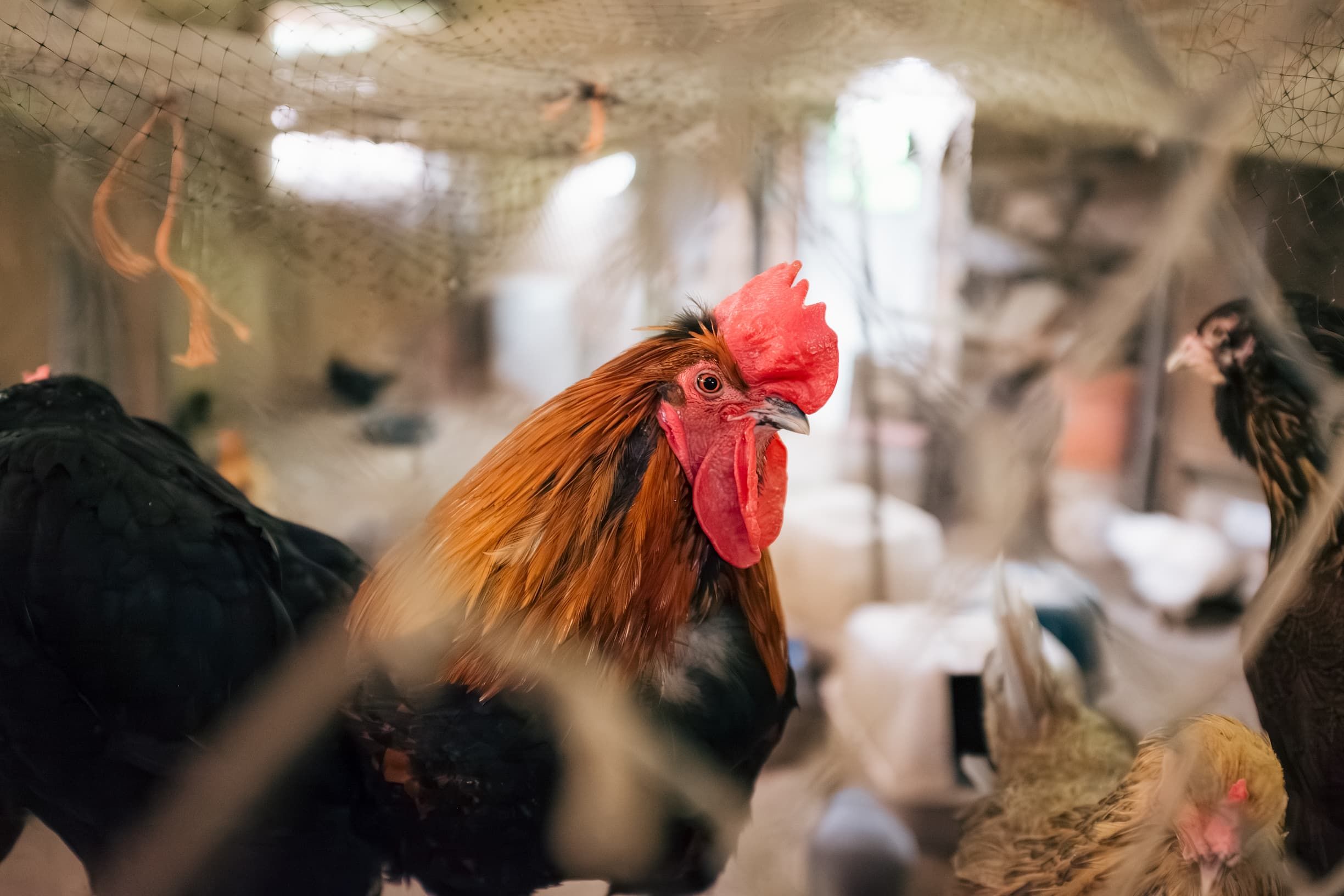 Supporting animals at The Refuge at Lyric Farm