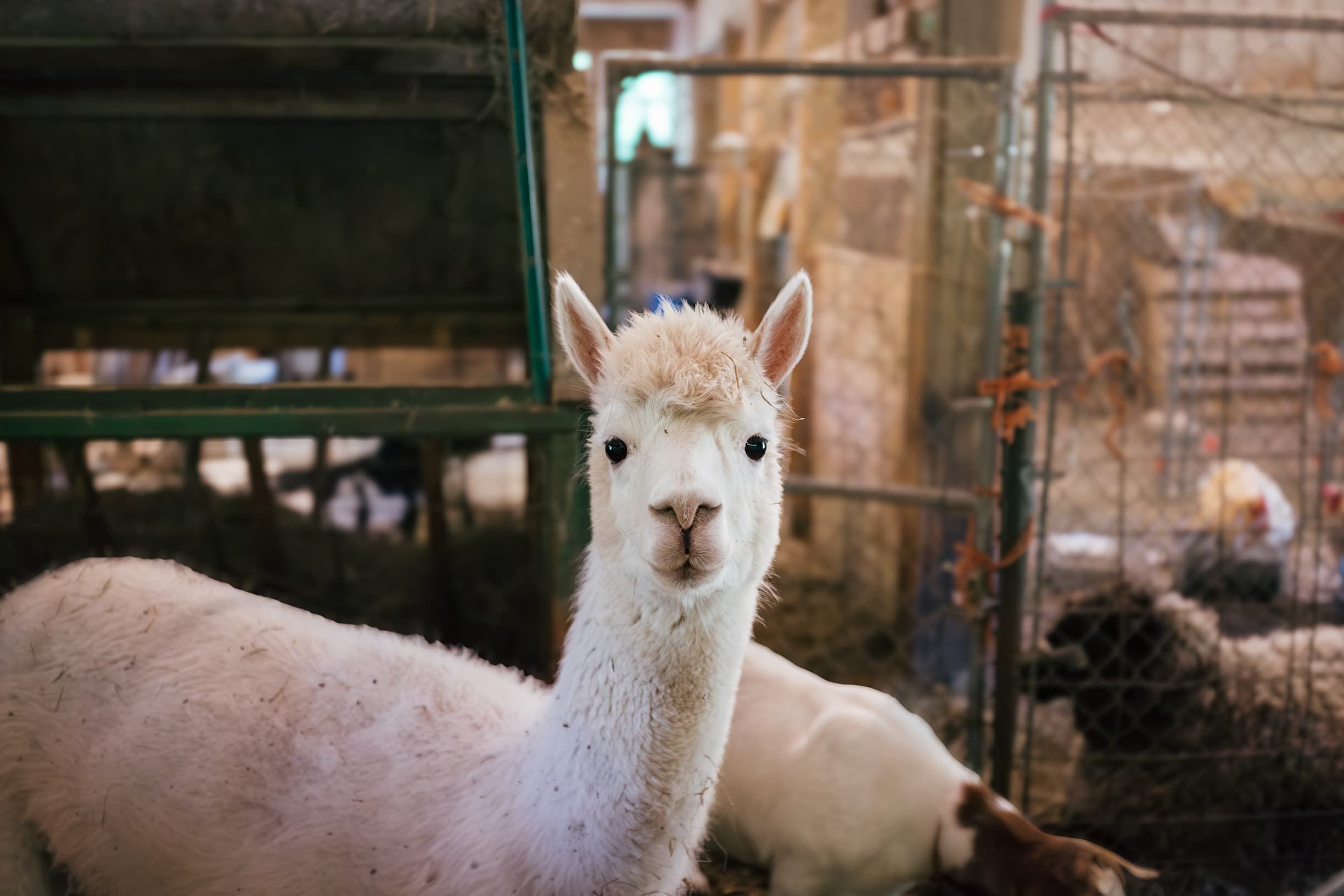 Alpaca at The Refuge at Lyric Farm