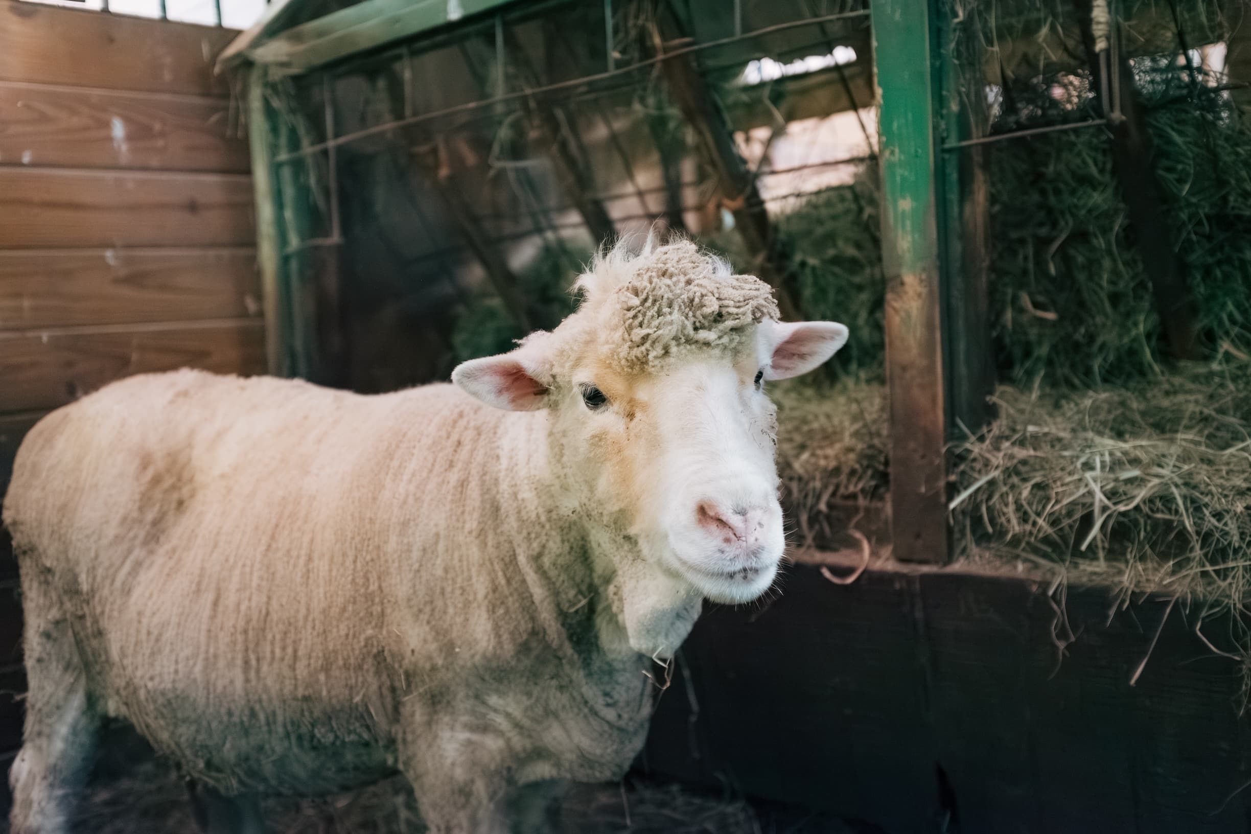 Animals at The Refuge at Lyric Farm supported by generous sponsors
