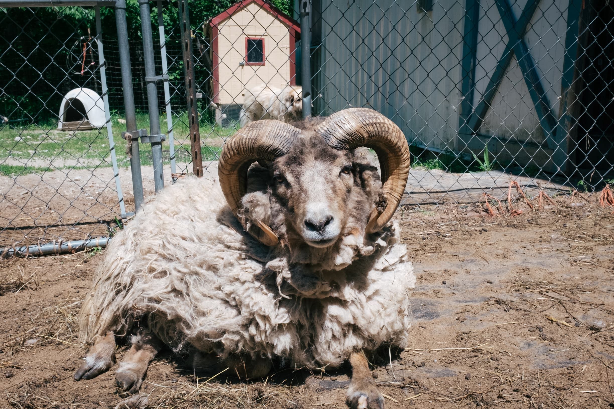 Supporting animals at The Refuge at Lyric Farm