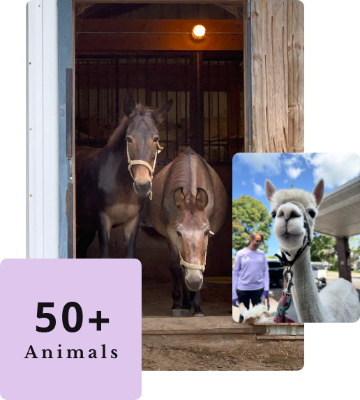 Animals at The Refuge at Lyric Farm sanctuary