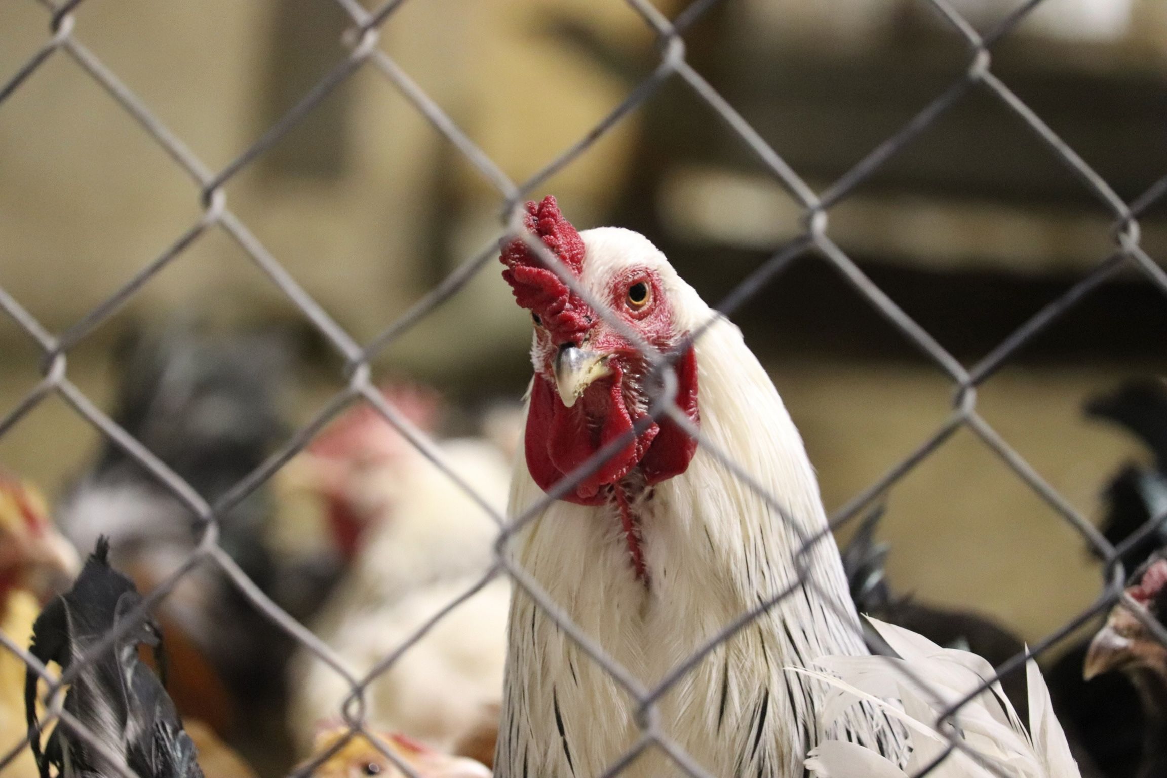 Events and activities at The Refuge at Lyric Farm