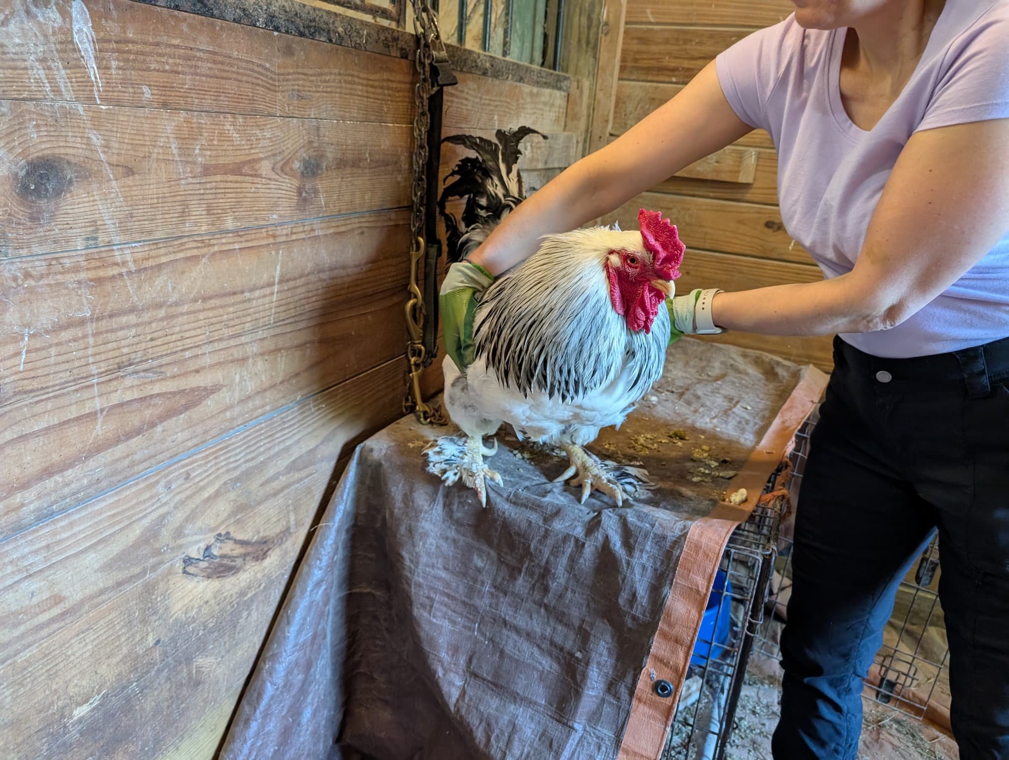 Farm Tours & Animal Encounters
