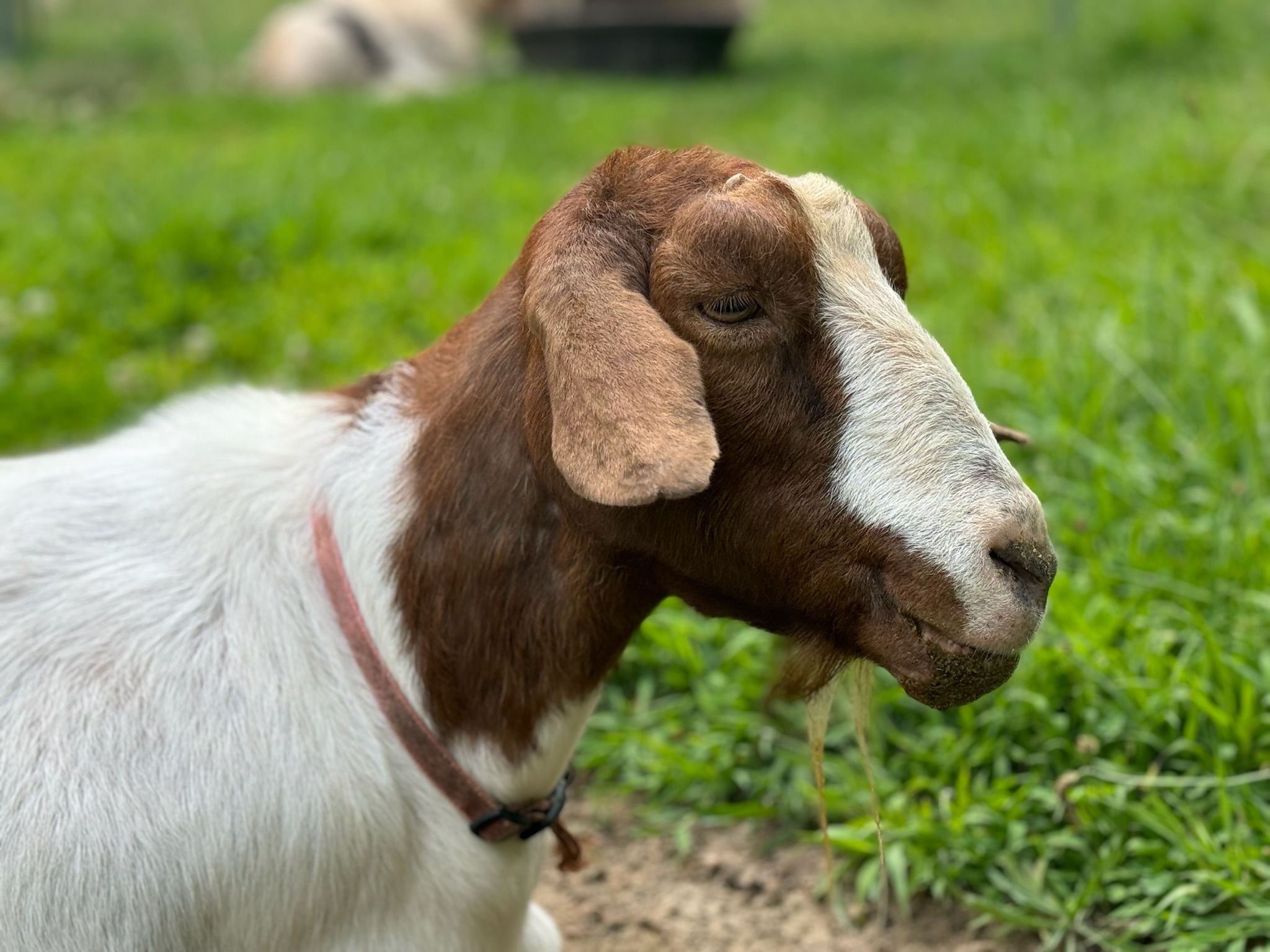 The Refuge at Lyric Farm Blog Hero