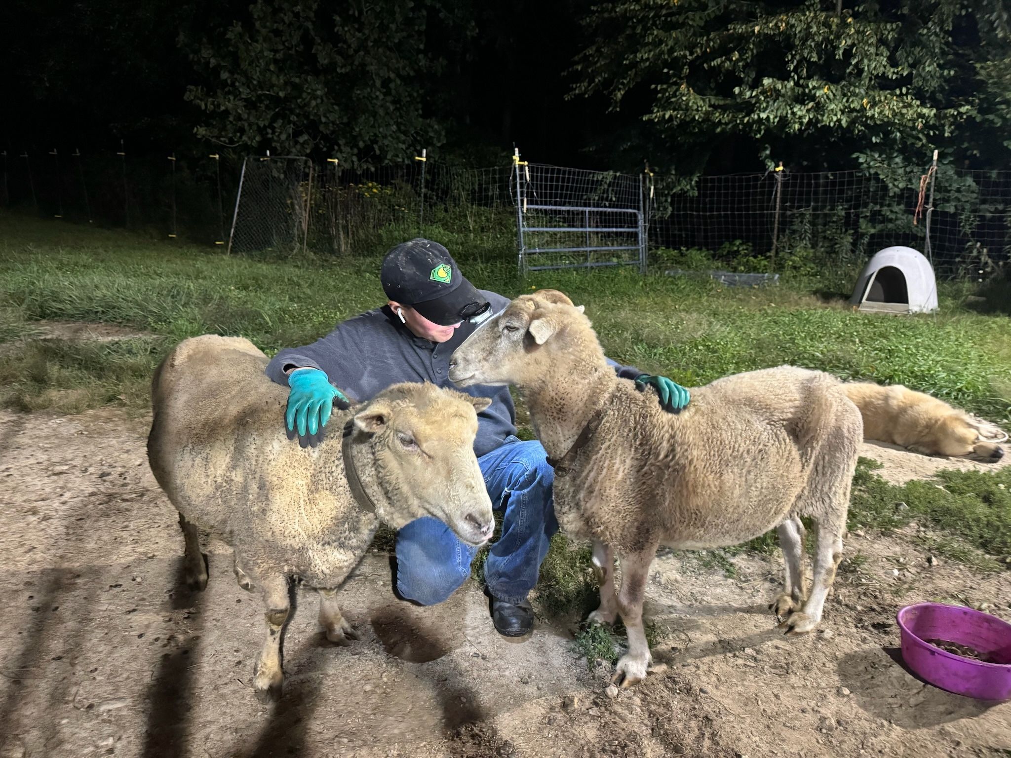Caring for animals at The Refuge at Lyric Farm