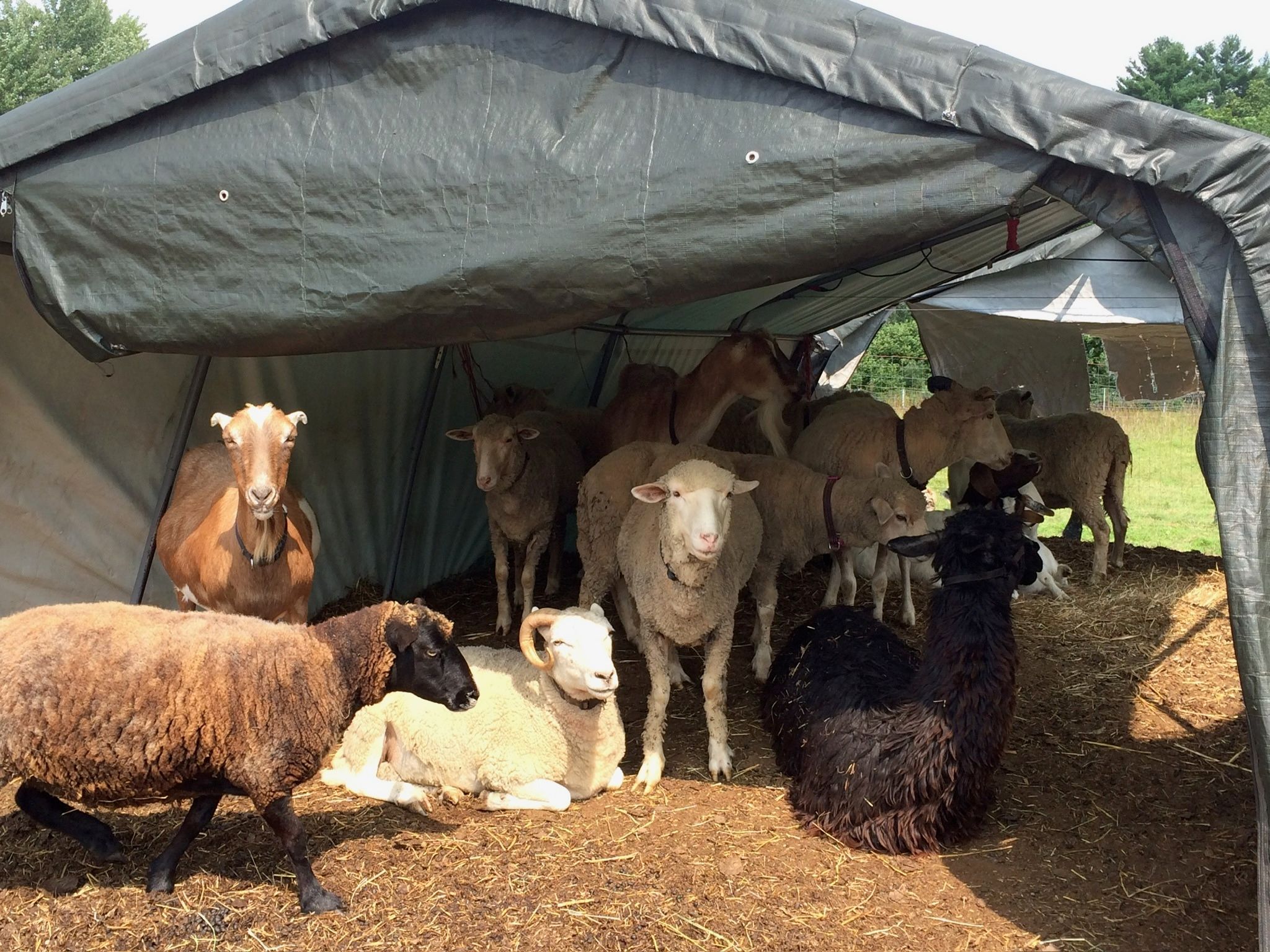 Meet the rescued animals at The Refuge at Lyric Farm